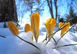 close up of yellow crocus buds emerging from the snow