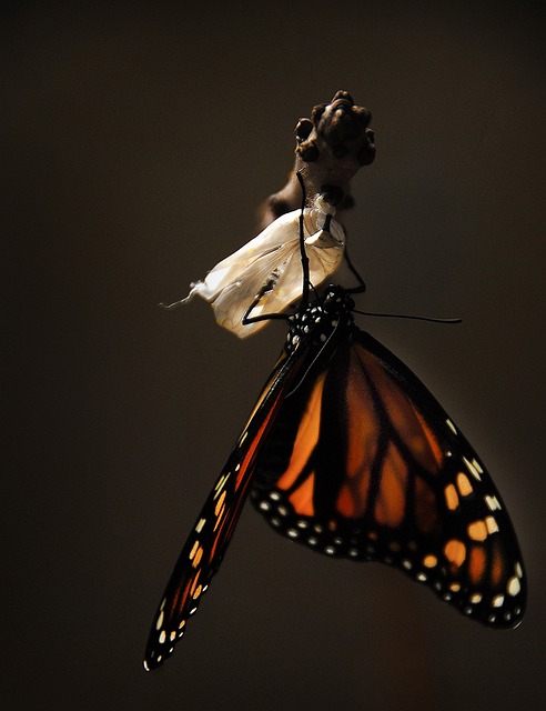 A monarch butterfly dangles from the end of a branch, having just emerged from a cocoon.