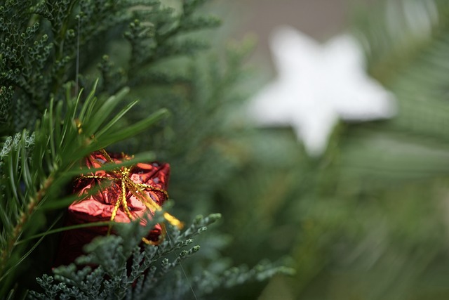 Needles of a pine tree with a small, red gift box ornament and a white star in the background.