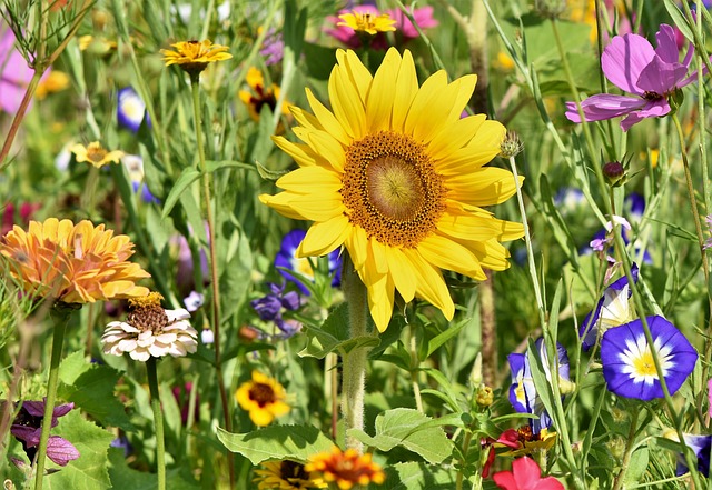 Close-up of a patch of wildflowers, with a sunflower prominently in the center.