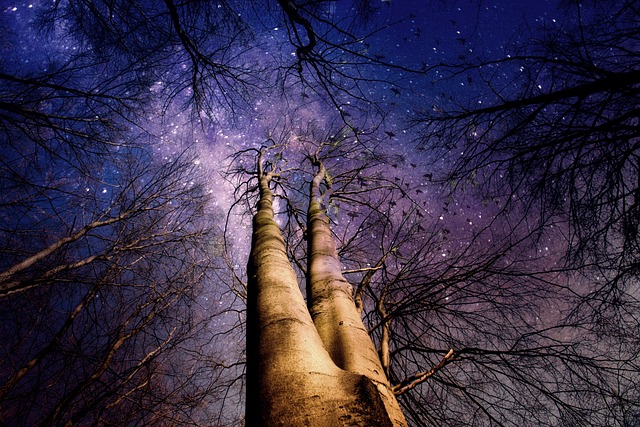 Looking up tree trunks through bare branches at a starry night sky.