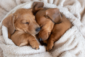 Two sleeping puppies wrapped in a white fluffy towel.