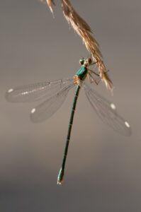 A teal dragonfly hangs from a wheat stalk